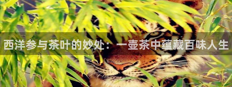 彩名堂怎么选稳定计划产品