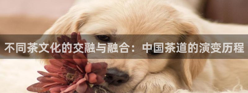 彩名堂不能用了吗