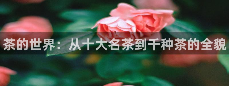 彩名堂怎么跟计划才不连挂呢