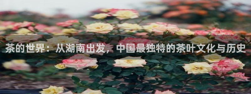 彩名堂预测免费计划怎么看的