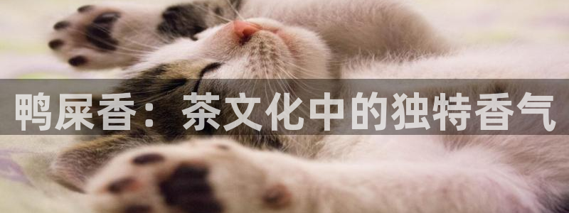 彩名堂计划真的准吗
